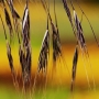 Oľga Nyitrayová -Zatúlané semienko