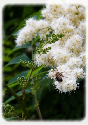 Miniaturní příroda - fiore bianco a včielka