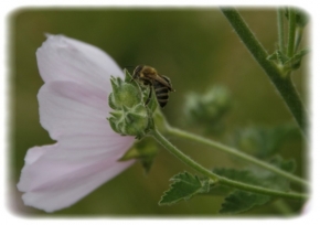 Miniaturní příroda - Včielka po raňajkách