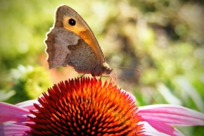 Miniaturní příroda - Motýl