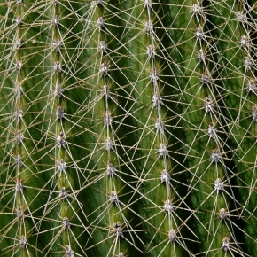 Miniaturní příroda - Kaktus
