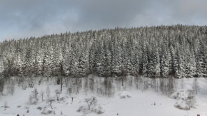 Stromy v krajině - Stromy ve snehu