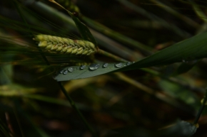 Fotograf roku v přírodě 2013 - pšenice