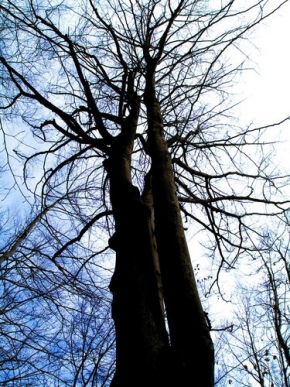 Stromy v krajině - Vysoko