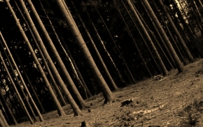 Fotograf roku v přírodě 2013 - Stíny v lese