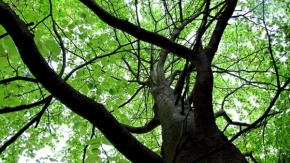 Fotograf roku v přírodě 2013 - Bůh stromů