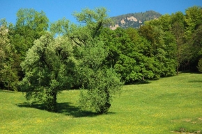 Stromy v krajině - Samotáři