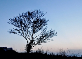 Za soumraku i za svítání - silueta strom