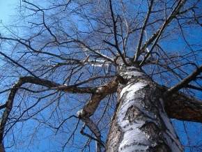 Stromy v krajině - Kořeny,nebo koruna