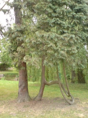 Stromy v krajině - Pokroucený strom
