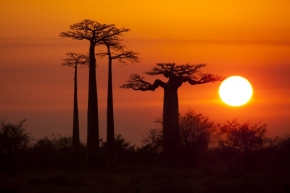 Za soumraku i za svítání - večer v Africe