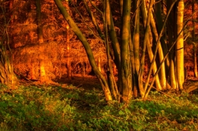 Za soumraku i za svítání - Tajemný les