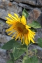 Iva Skulinová -Sluníčko v říši rostlin