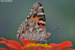 Fotograf roku v přírodě 2013 - motýl