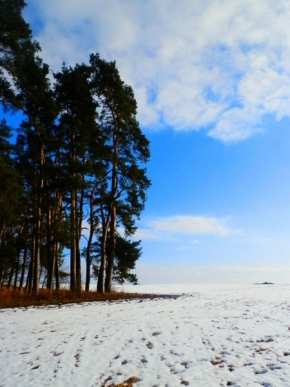 Fotograf roku v přírodě 2013 - Sněhobílo