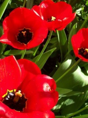 Makrosvět - Okouzlující tulipán