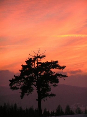 Stromy v krajině - Západ slnka Vysoké Tatry 02