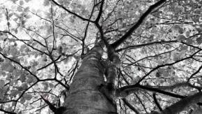 Fotograf roku v přírodě 2013 - Koruna strom