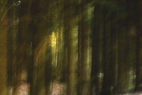 Fotograf roku v přírodě 2013 - v lese