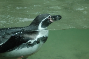 Krása rychlosti a pohybu - Tučňák