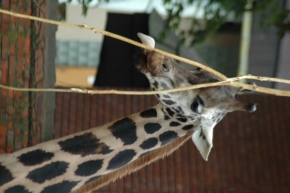 Krása rychlosti a pohybu - Hladová žirafa