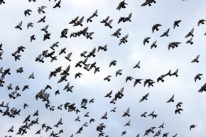 Svět zvířat - Randál holubů