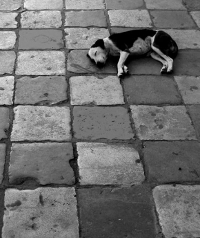 Člověk a jeho zvířátka - Fotograf roku - Odpočinek na šachovnici