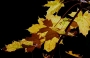 Iva Matulová -zlatavý podzim