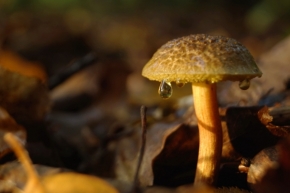 Miniaturní svět zblízka - sprchující se houba