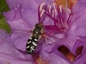 Miniaturní svět zblízka - Pilně pracující včelička