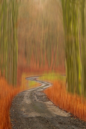 Fotograf roku v přírodě 2014 - Podzimní procházka