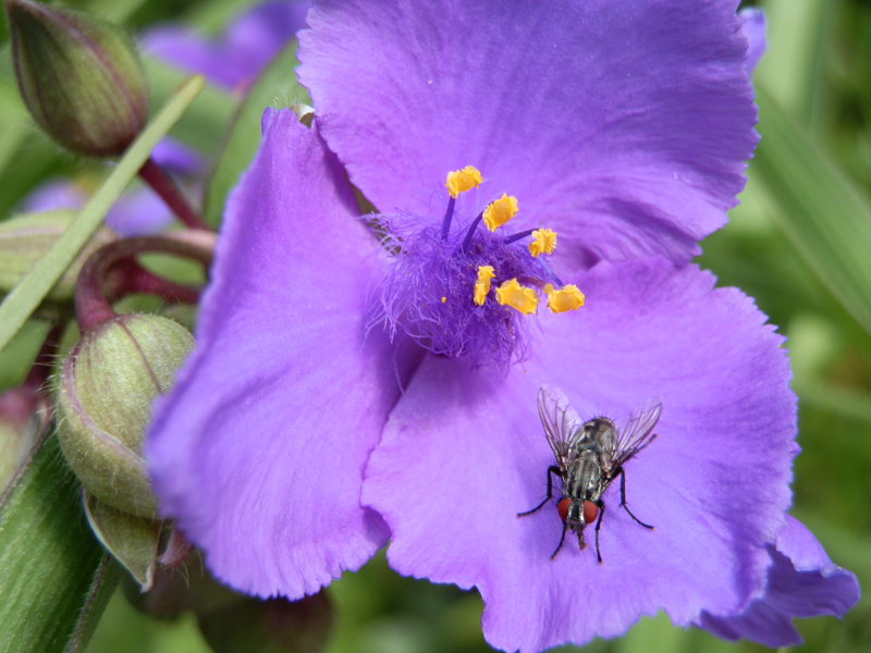 Moucha na květu