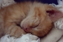 Natálie Vavřinová -Malé kotě, spalo...