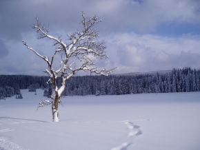 Stromy v krajině - Zimni romance