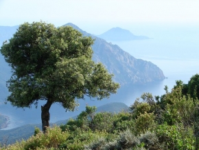 Stromy v krajině - Corsica