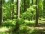 Dana Klimešová -obyčejný les