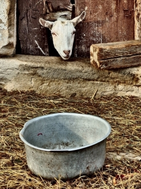 Svět zvířat - Fotograf roku - Kreativita - VI.kolo - Mlsná koza
