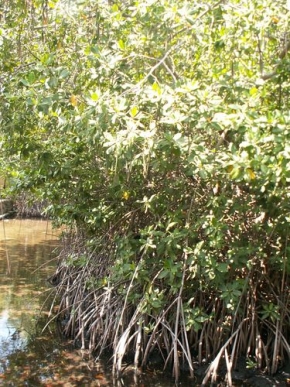 Stromy v krajině - Mangrovník