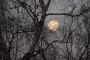 Iva Skulinová -Měsíc