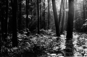Černobílý svět - les