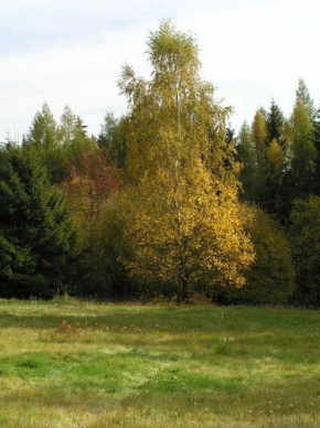 Miluše Ottová - Barvy podzimu