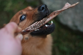 Svět zvířat - Psí "zubní náhrada":-)