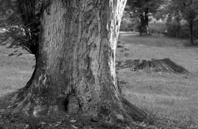 Stromy v krajině - Mlčenlivý svědek