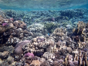 Fotograf roku v přírodě 2014 - podmořská příroda 2