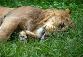 Svět zvířat - Odpočinek v trávě