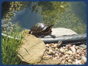 Makrosvět - Vodní želvička