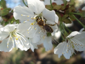 Makrosvět - Včela
