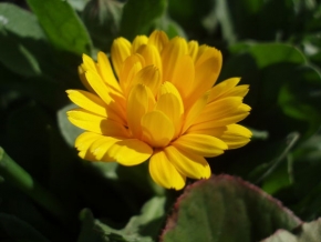 Makrosvět - žlutý květ....