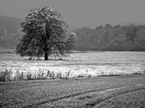 Zimní království - Fotograf roku - Kreativita - III.kolo - Mrazivé ráno