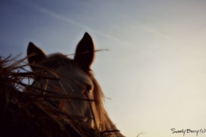 Svět zvířat - Horse Love